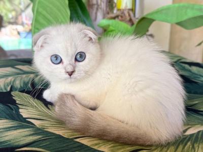 Scottish Fold White Color Point  Female - Scottish Fold - Gallery Photo #1