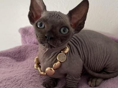 Bambino Sphynx Female Cat - Bambino - Gallery Photo #1