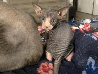 Buddys Child1 - Sphynx - Gallery Photo #1