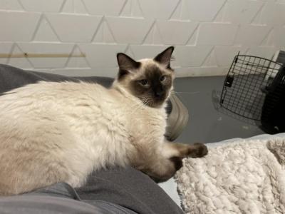 Caesar - Siamese - Gallery Photo #1