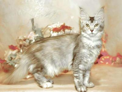 Maine Coon Kittens - Maine Coon - Gallery Photo #1