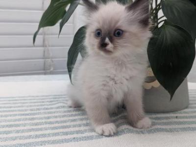 Milo - Ragdoll - Gallery Photo #1