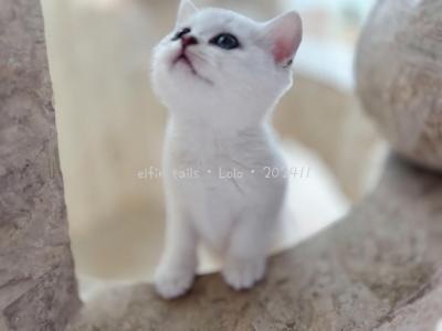 Lolo - British Shorthair - Gallery Photo #1