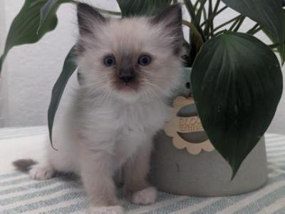 Oliver - Ragdoll - Gallery Photo #1