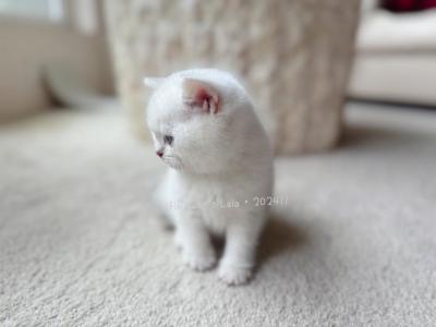 Lala - British Shorthair - Gallery Photo #1