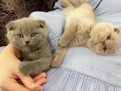 Scottish Fold - Scottish Fold - Gallery Photo #1