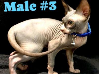 Elf Sphynx - Sphynx - Gallery Photo #1