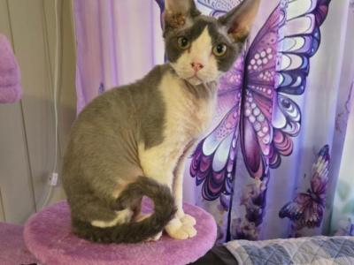 Buster - Devon Rex - Gallery Photo #1