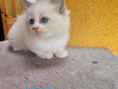 Happy - Ragdoll - Gallery Photo #1