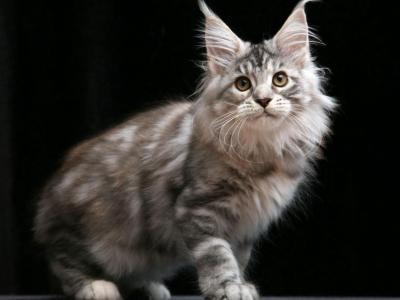 Gina Maine Coon Female Black Tortie Silver Tabby - Maine Coon - Gallery Photo #1