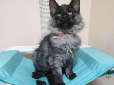 Malva Maine Coon Female Black Smoke - Maine Coon - Gallery Photo #1