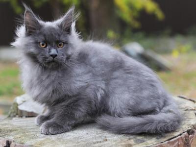 Amir Maine Coon Male Blue - Maine Coon - Gallery Photo #1