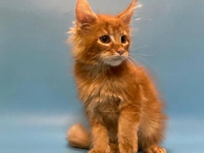 Kimchi Maine Coon Male Red Ticked Tabby - Maine Coon - Gallery Photo #1