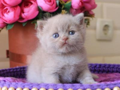 Potap British Shorthair Male Lilac - British Shorthair - Gallery Photo #1