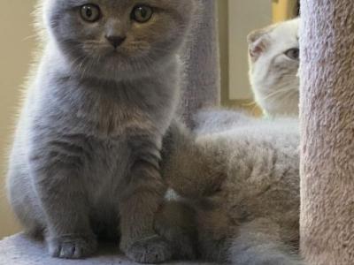 Jerry - Scottish Fold - Gallery Photo #1