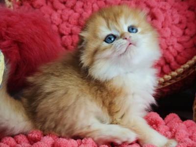 Yasik Scottish Fold Male Chocolate Golden Chinchi - Scottish Fold - Gallery Photo #1