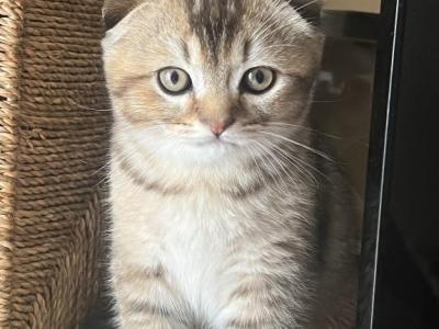 Mouse - Scottish Fold - Gallery Photo #1