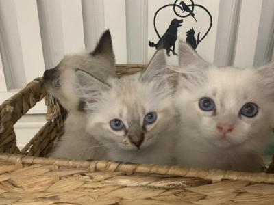 Audrey - Ragdoll - Gallery Photo #1