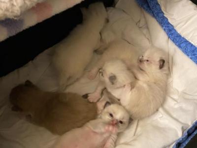 Allys Second Litter - Ragdoll - Gallery Photo #1