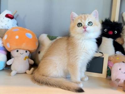 Angel NY12 - British Shorthair - Gallery Photo #1