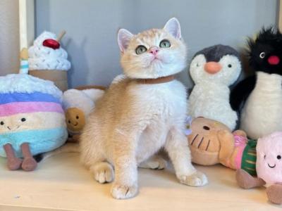 Bunny - British Shorthair - Gallery Photo #1