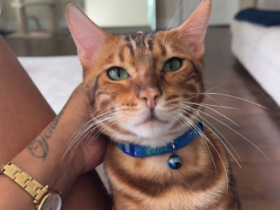 Papi - Bengal - Gallery Photo #1