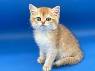 Pure Breed Kittens - Scottish Straight - Gallery Photo #1