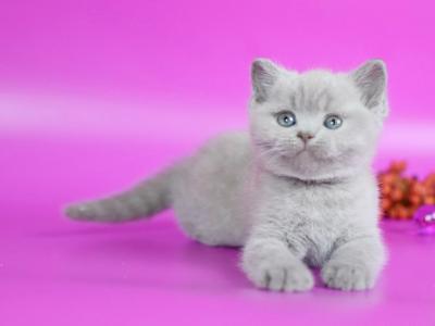 Diamond - British Shorthair - Gallery Photo #1