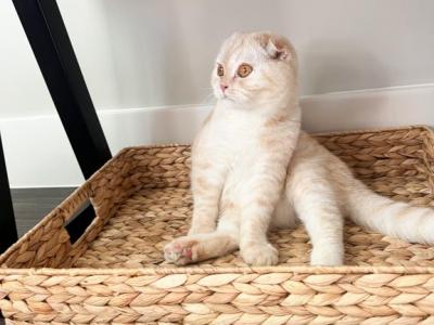 Theo - Scottish Fold - Gallery Photo #1