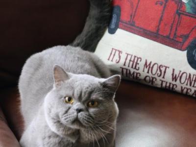 Theodore - British Shorthair - Gallery Photo #1