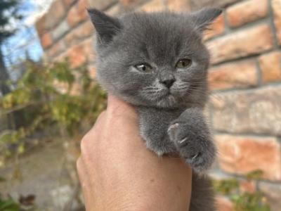 Blue - British Shorthair - Gallery Photo #1