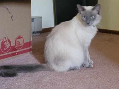 Partridge's Siamese - Siamese - Gallery Photo #1