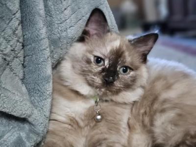 Right Eye - Ragdoll - Gallery Photo #1