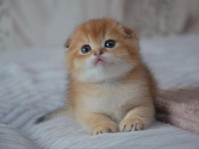 Scottish Fold Male Ian - Scottish Fold - Gallery Photo #1