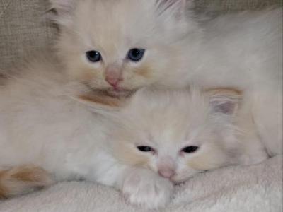 Cream Ragdolls - Ragdoll - Gallery Photo #1