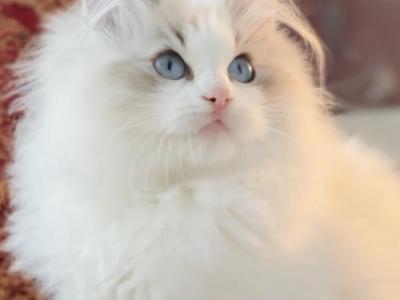 Brownie - Ragdoll - Gallery Photo #1