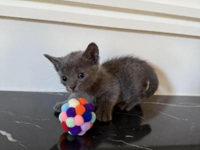 Russian Blue Litter 1 - Russian Blue - Gallery Photo #1