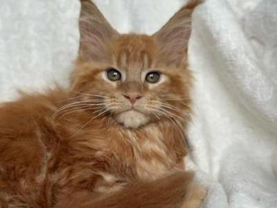 Orbit - Maine Coon - Gallery Photo #1