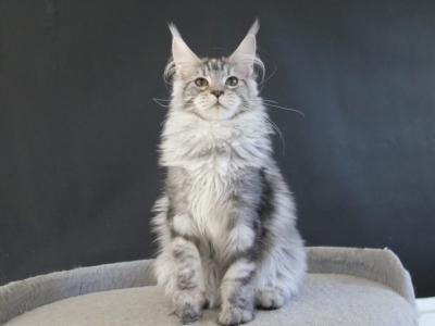 Pallada - Maine Coon - Gallery Photo #1