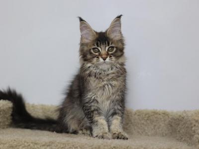 Hazel - Maine Coon - Gallery Photo #1