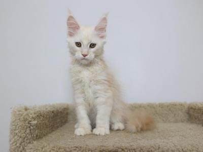 Aspen - Maine Coon - Gallery Photo #1