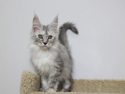 Mystic - Maine Coon - Gallery Photo #1