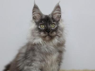 Phantom - Maine Coon - Gallery Photo #1