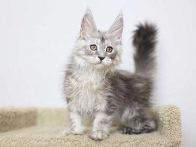 Nimbus - Maine Coon - Gallery Photo #1