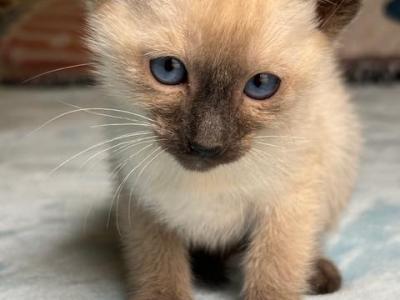 Snows Little Rascals - Siamese - Gallery Photo #1