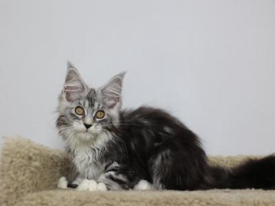 Pandora - Maine Coon - Gallery Photo #1