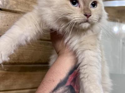 Cinnamon Mink Ragdoll Male - Ragdoll - Gallery Photo #1