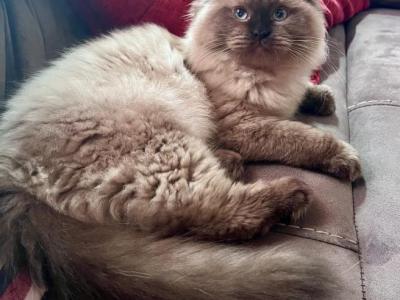 Kiara Seal Mink Tica Ragdoll - Ragdoll - Gallery Photo #1