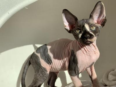 Oreo - Sphynx - Gallery Photo #1