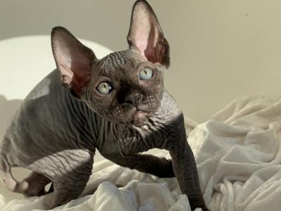 Precious - Sphynx - Gallery Photo #1